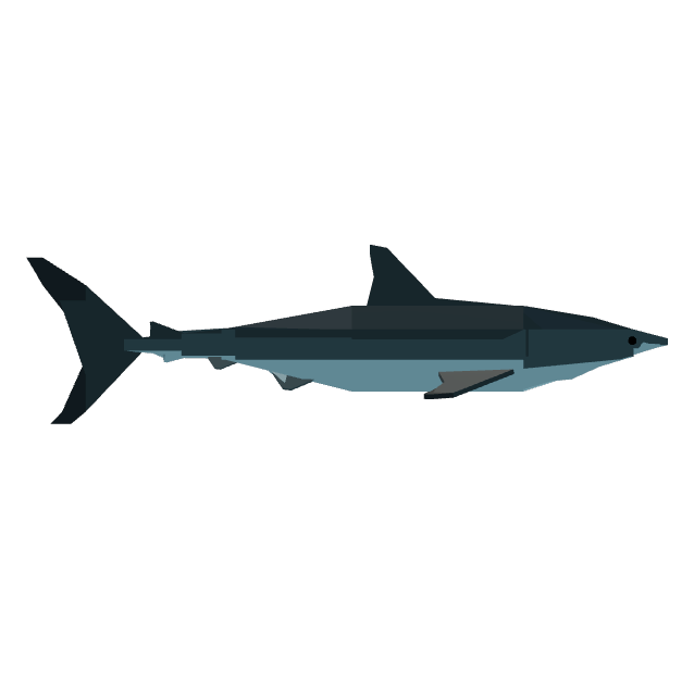 Bull Shark