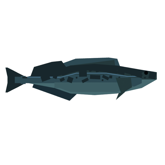 Lingcod