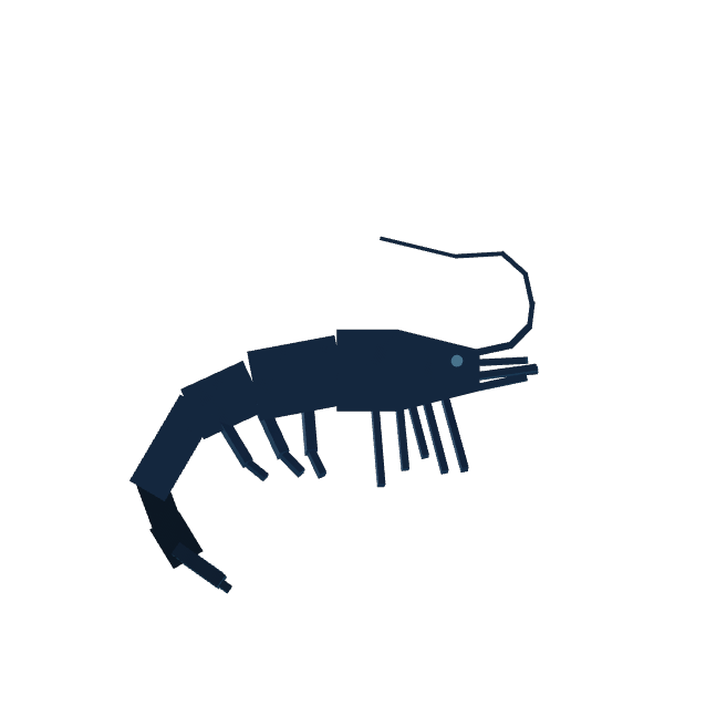 Night Shrimp