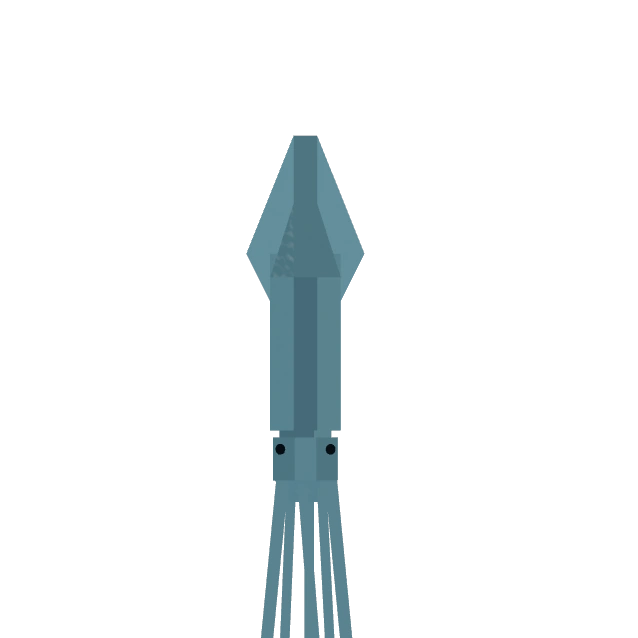 Squid
